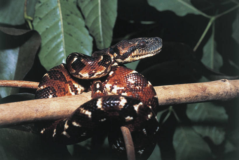 无人,横图,室外,特写,白天,野生动物,叶子,非洲,马达加斯加,科学,蟒蛇,爬行动物,蛇,枝,图像,动物,摄影,生物学,冷血动物,主题,凶猛,脊椎动物,长虫,阿非利加洲,构图,东非,马达加斯加共和国,残暴,凶残,彩图,时空,冷血,动物学,马达加斯加树蚺,脊椎动物亚门