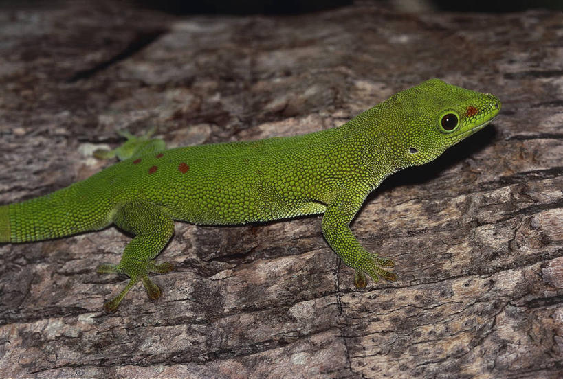 无人,横图,室外,特写,白天,野生动物,科学,木制,图像,摄影,生物学,主题,构图,彩图,时空,动物学,脊椎动物亚门