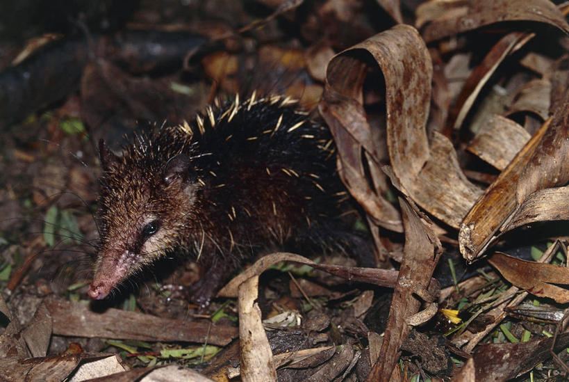 无人,横图,室外,特写,白天,哺乳动物,野生动物,叶子,非洲,马达加斯加,科学,图像,动物,生物,摄影,生物学,主题,构图,东非,彩图,时空,动物学,脊椎动物亚门