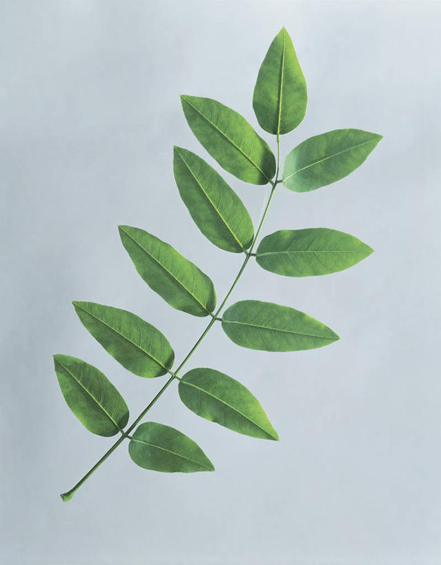无人,竖图,室内,特写,叶子,科学,图像,一个,绿色,摄影,单个,生物学,豌豆系,豆科植物,构图,彩图,影棚拍摄,时空