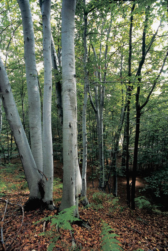 无人,竖图,室外,白天,仰视,旅游,度假,美景,树林,植物,叶子,科学,景观,图像,娱乐,树,自然,享受,休闲,概念,景色,放松,季节,摄影,落下,宁静,生物学,自然风光,主题,视角,山毛榉,落叶树,麻栎金刚,山毛榉树,构图,下移,秋天,彩图,低角度拍摄,欧洲山毛榉,壳斗,时空