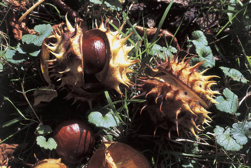 无人,横图,室外,特写,仰视,植物,水果,叶子,科学,栗子,食品,坚果,种子,图像,饮食,树,自然,概念,摄影,生长,生物学,主题,视角,七叶树,落叶树,构图,娑罗树,彩图,低角度拍摄,时空