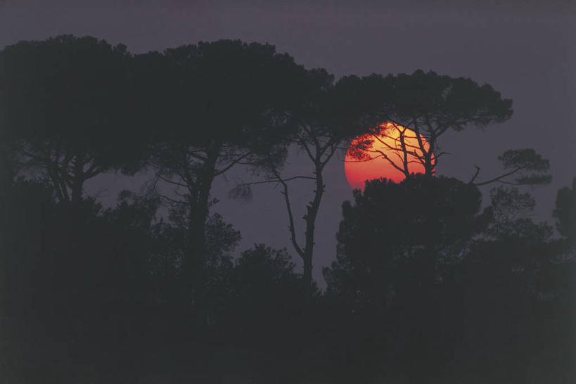 无人,横图,室外,美景,日落,太阳,植物,松树,意大利,欧洲,科学,景观,云,图像,树,风景,天空,自然,黄昏,概念,景色,摄影,生物学,地中海文化,南欧,自然风光,主题,坚定,剪影,自然现象,逆光,意大利文化,云杉,意大利共和国,长寿,贞洁,构图,拉韦纳,伞松,艾米利亚.罗马涅,艾米利亚.罗马涅大区,针叶树,彩图,旅行,时空,传统文化,防火树,金松