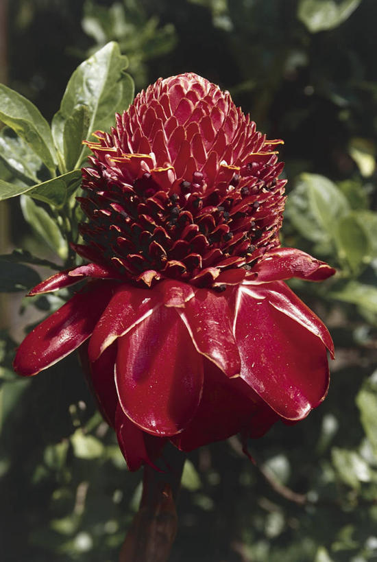 无人,竖图,室外,特写,白天,美景,叶子,科学,景观,图像,花瓣,红色,自然,概念,景色,摄影,生长,生物学,脆弱,清新,自然风光,主题,构图,彩图,时空,姜科