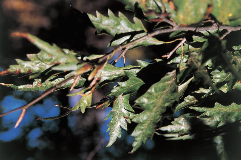 无人,横图,室外,特写,白天,植物,叶子,科学,图像,树,自然,概念,摄影,生长,生物学,主题,山毛榉,落叶树,麻栎金刚,山毛榉树,构图,彩图,欧洲山毛榉,壳斗,时空