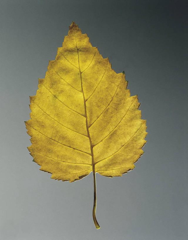 无人,竖图,室内,特写,白桦树,叶子,科学,图像,一个,黄色,自然,概念,摄影,白桦,单个,生物学,主题,落叶树,构图,想法,叶脉,彩图,影棚拍摄,时空