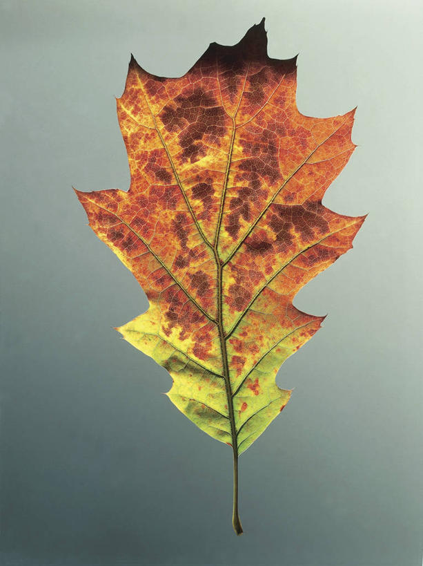 无人,竖图,室内,特写,叶子,科学,图像,一个,自然,概念,摄影,单个,生物学,主题,橡树,山毛榉,麻栎金刚,山毛榉树,构图,橡树叶,想法,叶脉,彩图,影棚拍摄,壳斗,时空