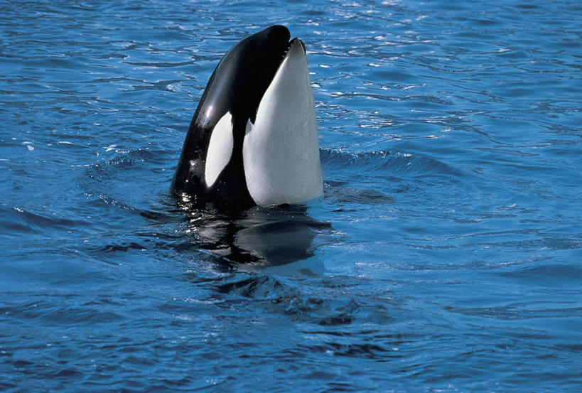 游泳,无人,横图,俯视,室外,白天,水下,水,哺乳动物,海豚,野生动物,科学,图像,动物,生物,摄影,鲸,部分,生物学,主题,自然现象,视角,逆戟鲸,构图,鲸类,彩图,高角度拍摄,时空,动物学,脊椎动物亚门