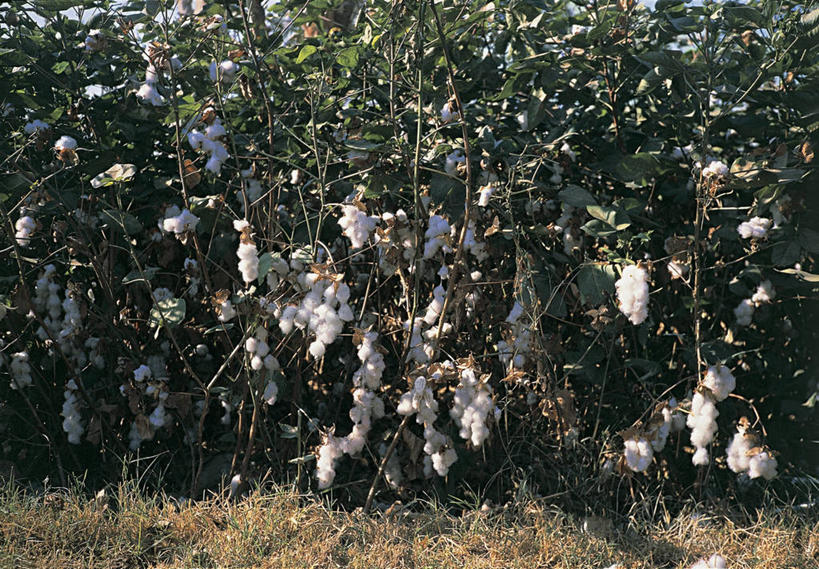 无人,横图,室外,特写,白天,农作物,科学,棉花,图像,自然,概念,摄影,生长,生物学,主题,构图,金钱紫花葵,锦葵,荆葵,钱葵,淑气花,小白淑气花,恩惠,彩图,时空