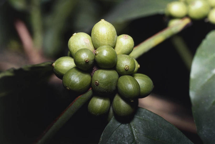 咖啡,无人,横图,室外,特写,植物,水果,叶子,科学,食品,草药,药草,图像,饮食,中药,自然,咖啡豆,概念,摄影,生长,生物学,主题,药材,中草药,中药材,本草,活血丹,构图,茜草,血见愁,地苏木,血茜草,彩图,时空