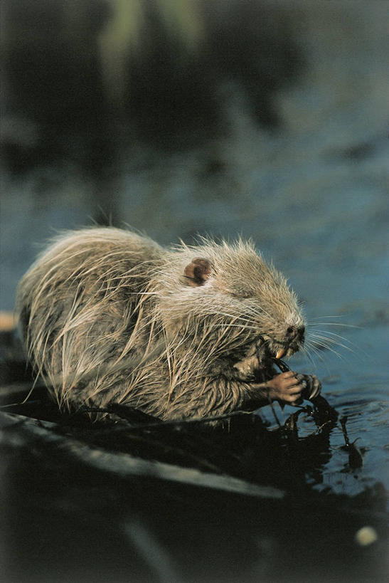 无人,竖图,室外,特写,白天,水,哺乳动物,野生动物,湿,图像,动物,生物,摄影,生物学,主题,自然现象,海狸鼠,构图,闭着眼睛,彩图,时空,状态,动物学,脊椎动物亚门