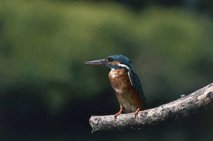 无人,横图,室外,特写,白天,野生动物,鸟类,枝,图像,动物,生物,摄影,栖息,生物学,主题,构图,彩图,时空,动物学,脊椎动物亚门