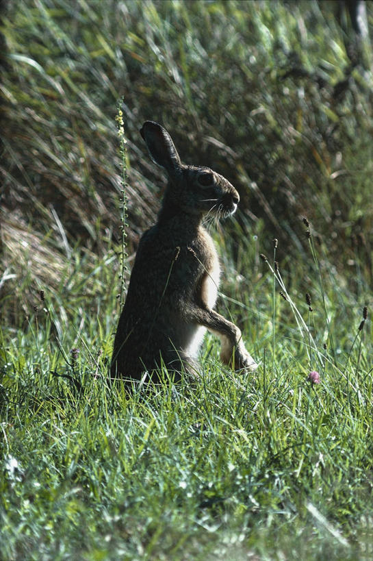 无人,站,竖图,室外,特写,白天,森林,植物,哺乳动物,野生动物,兔子,图像,绿色,动物,生物,摄影,兔,生物学,主题,野兔,构图,彩图,时空,动物学,林区,脊椎动物亚门