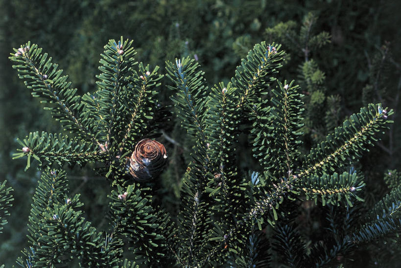 无人,横图,俯视,室外,特写,白天,植物,图像,树,自然,概念,生物,摄影,生长,杉树,主题,视角,云杉,构图,针叶树,彩图,高角度拍摄,时空,朝鲜冷杉