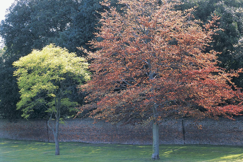 无人,横图,室外,白天,植物,阴影,墙,图像,砖墙,草,树,树干,自然,概念,摄影,生长,主题,山毛榉,麻栎金刚,山毛榉树,构图,彩图,壳斗,时空