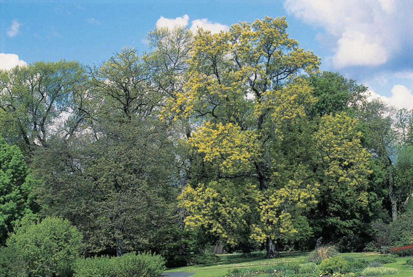 无人,横图,室外,白天,植物,田地,云,图像,草,树,天空,自然,概念,摄影,生长,宁静,主题,橡树,自然现象,山毛榉,落叶树,麻栎金刚,山毛榉树,构图,彩图,壳斗,时空