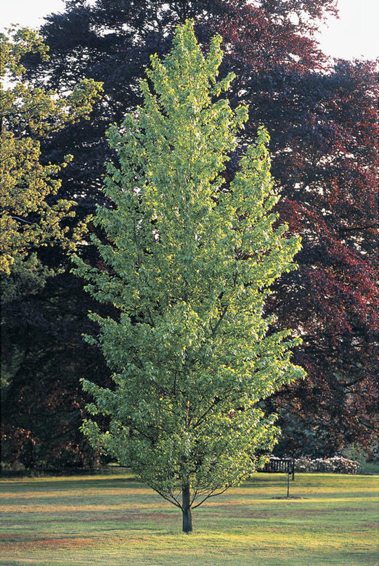 无人,竖图,室外,白天,植物,柳树,叶子,地形,田地,图像,草,树,自然,概念,摄影,生长,主题,白杨,落叶树,构图,彩图,时空