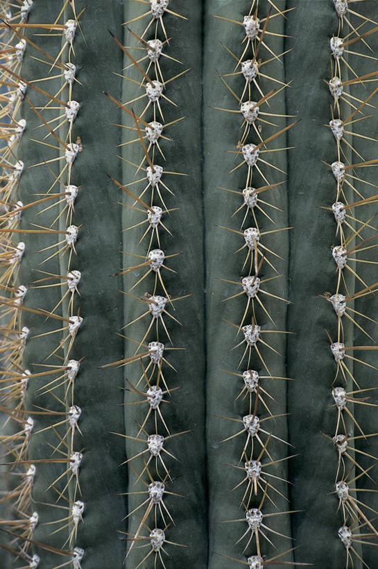 无人,竖图,室外,特写,白天,背景,植物,仙人掌,图像,树,自然,概念,摄影,桶仙人掌,荆棘,主题,构图,式样,想法,彩图,全画面,全框架,全帧,肉质植物,时空,全画幅