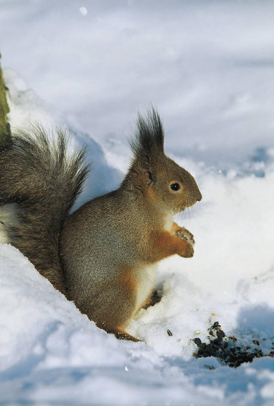 无人,坐,竖图,室外,特写,白天,雪,哺乳动物,野生动物,俄罗斯,冬天,图像,动物,松鼠,概念,生物,寒冷,季节,冷,摄影,主题,圣彼得堡,构图,红松鼠,彩图,时空,脊椎动物亚门