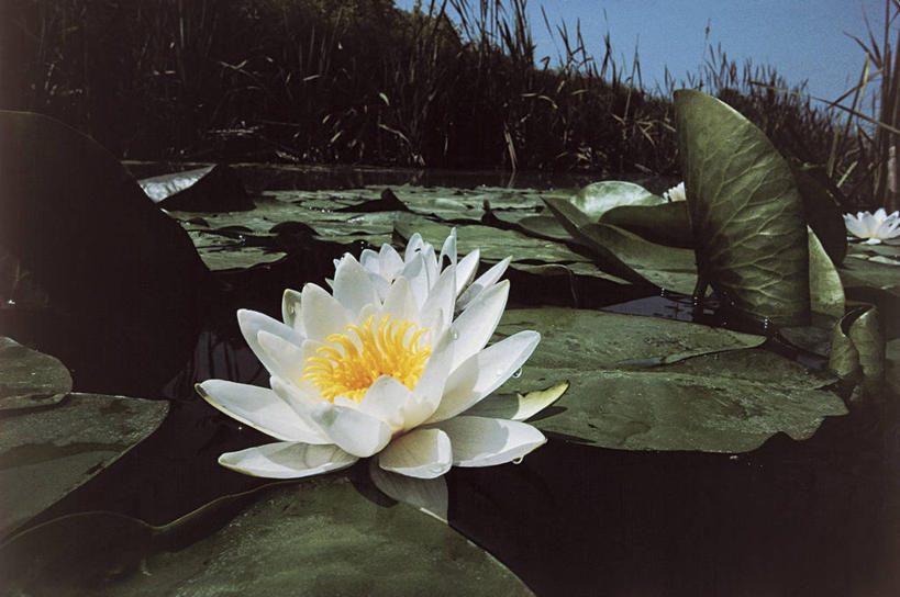 无人,横图,室外,特写,白天,睡莲,叶子,漂浮,盛开,池塘,图像,花蕾,花,花瓣,花朵,鲜花,一朵,自然,花苞,花蕊,概念,摄影,生长,雄蕊,清新,水生植物,主题,构图,死水,彩图,白睡莲,时空