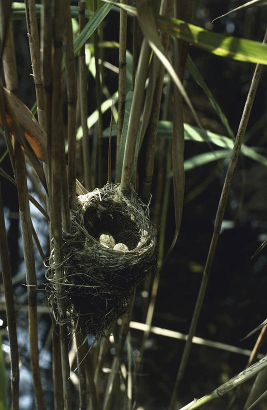 无人,竖图,室外,特写,白天,科学,鸟类,鸟巢,图像,草,自然,动物,摄影,生物学,主题,卵,构图,鸣鸟,开端,彩图,时空