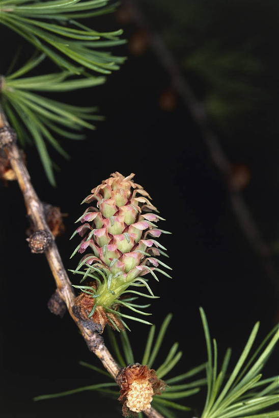 无人,竖图,室外,特写,植物,水果,叶子,科学,食品,图像,树,自然,摄影,生物学,主题,云杉,构图,彩图,时空
