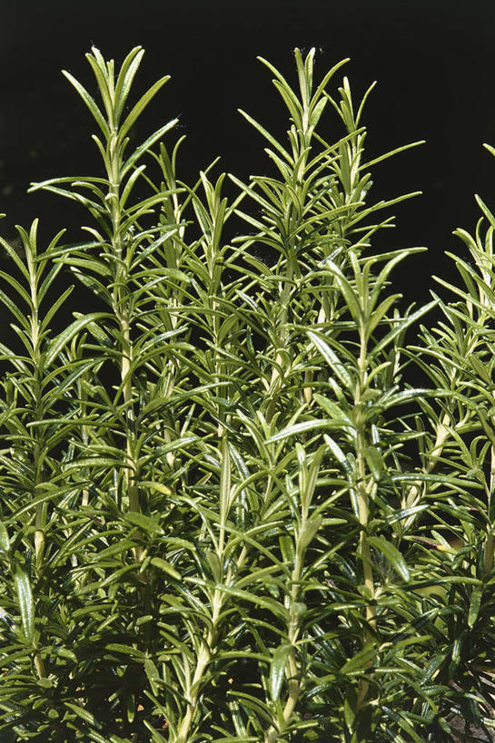 无人,竖图,室内,特写,叶子,黑色背景,科学,图像,黑色,自然,摄影,迷迭香,生物学,草本,主题,构图,彩图,影棚拍摄,时空