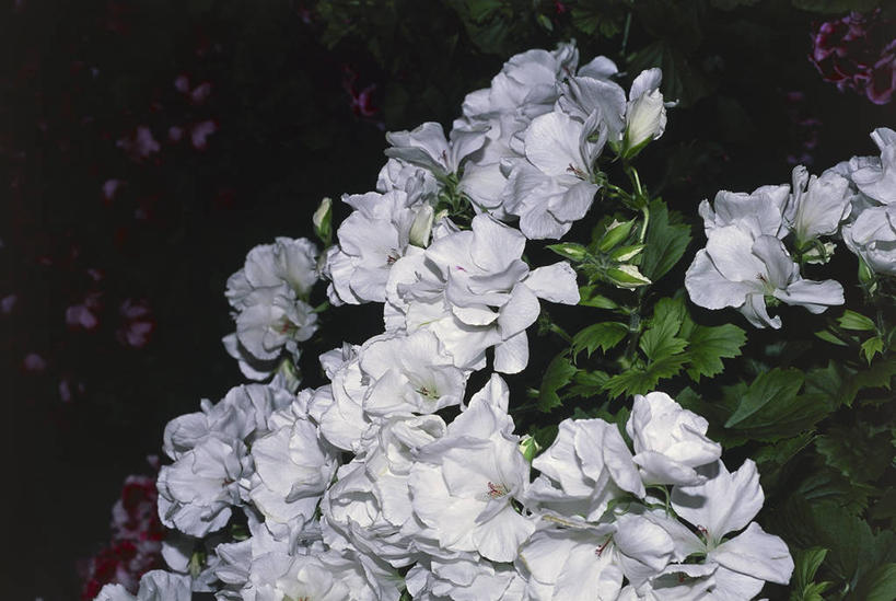 无人,横图,室外,特写,叶子,科学,图像,花,花朵,白色,自然,摄影,生物学,天竺葵,主题,构图,彩图,时空