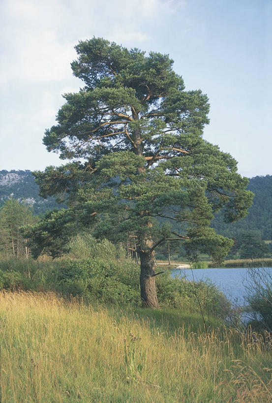 无人,竖图,室外,特写,旅游,度假,湖,美景,植物,松树,科学,地形,景观,云,图像,娱乐,草,树,天空,自然,享受,休闲,景色,放松,摄影,生物学,自然风光,主题,自然现象,云杉,构图,欧洲赤松,死水,彩图,时空