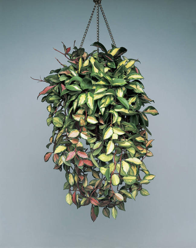 无人,竖图,室内,特写,植物,吊挂,悬挂,科学,墙,草药,药草,挂,图像,中药,自然,摄影,生物学,主题,药材,中草药,中药材,本草,马利筋,构图,彩图,影棚拍摄,时空