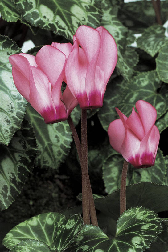 无人,竖图,室外,特写,叶子,科学,图像,花,花朵,粉色,自然,摄影,生物学,主题,构图,彩图,时空,报春花科