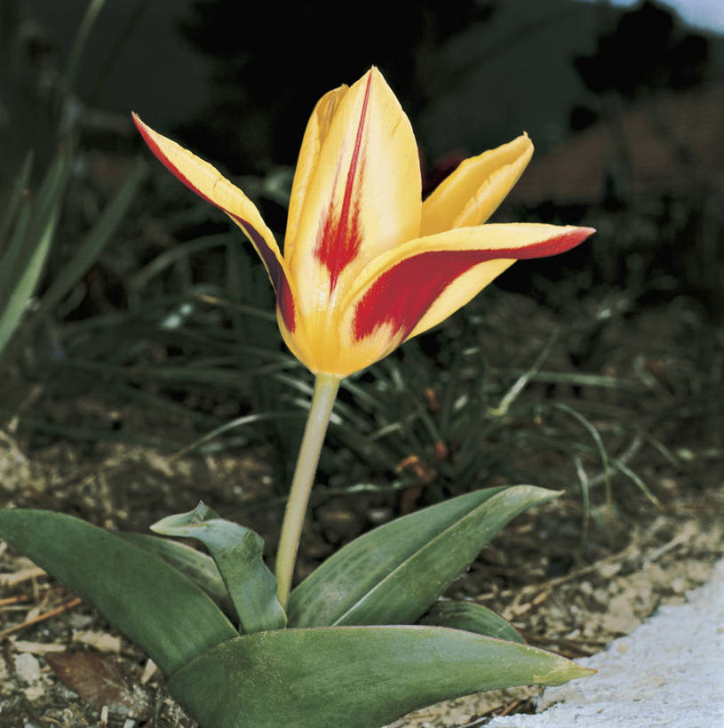 无人,方图,室外,特写,郁金香,叶子,科学,图像,草,花,花朵,自然,摄影,生物学,主题,构图,彩图,时空,百合科