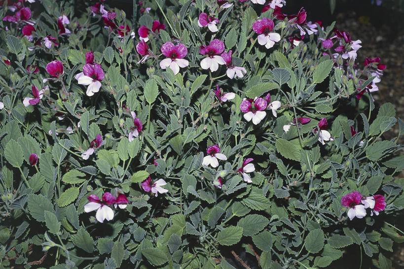 无人,横图,室外,特写,叶子,科学,图像,花,花朵,自然,摄影,生物学,天竺葵,主题,构图,彩图,时空