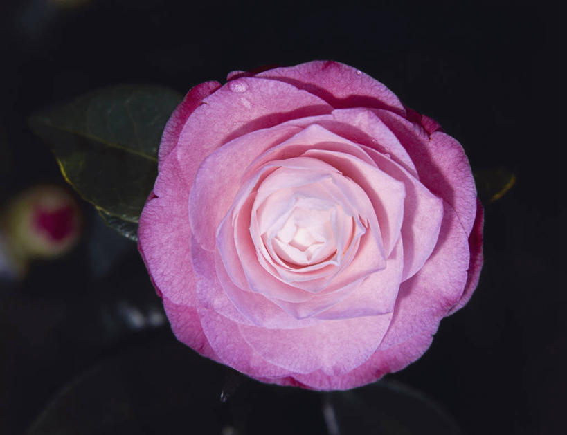 无人,横图,室内,特写,山茶花,黑色背景,科学,图像,花,花朵,粉色,自然,概念,摄影,生物学,脆弱,主题,玉茗花,耐冬,海石榴,构图,茶花,彩图,影棚拍摄,时空