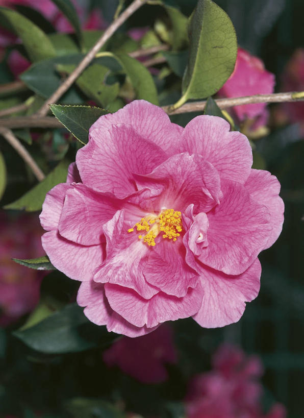 无人,竖图,室外,特写,山茶花,叶子,科学,图像,花,花朵,自然,摄影,生物学,雄蕊,主题,玉茗花,耐冬,海石榴,构图,茶花,彩图,时空