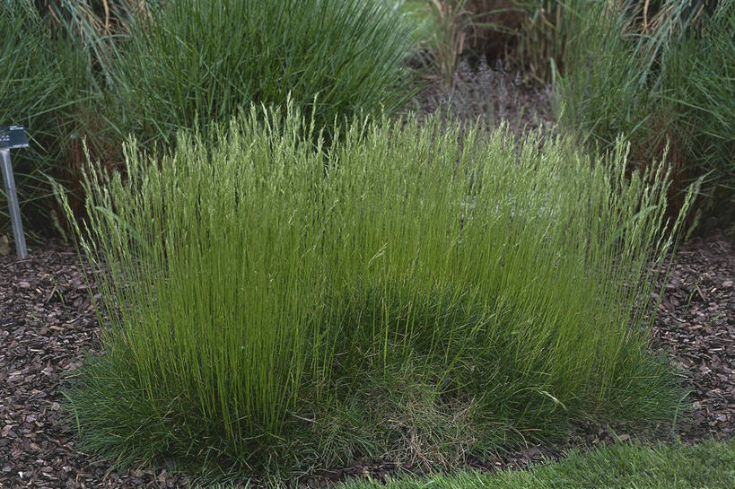 无人,横图,俯视,室外,白天,植物,田地,图像,自然,摄影,主题,视角,构图,彩图,高角度拍摄,时空