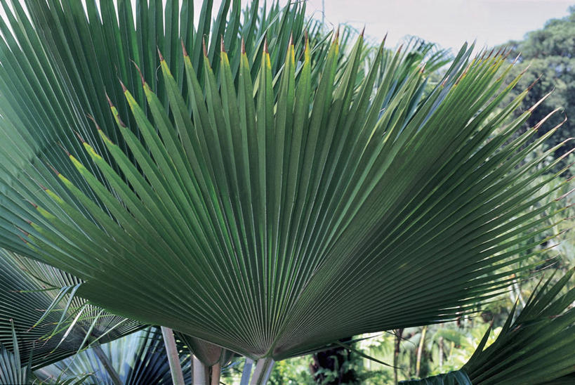 无人,横图,室外,特写,白天,植物,棕榈树,叶子,图像,树,自然,概念,生物,摄影,生长,主题,构图,复叶,彩图,时空