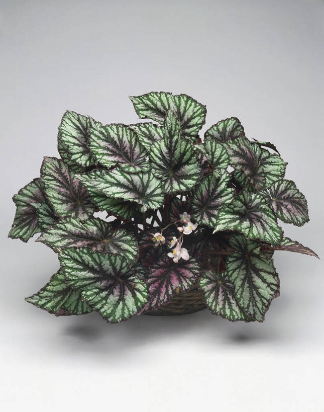 无人,竖图,室内,特写,白色背景,植物,叶子,篮子,图像,白色,容器,概念,摄影,生长,秋海棠,构图,叶脉,彩图,影棚拍摄,时空