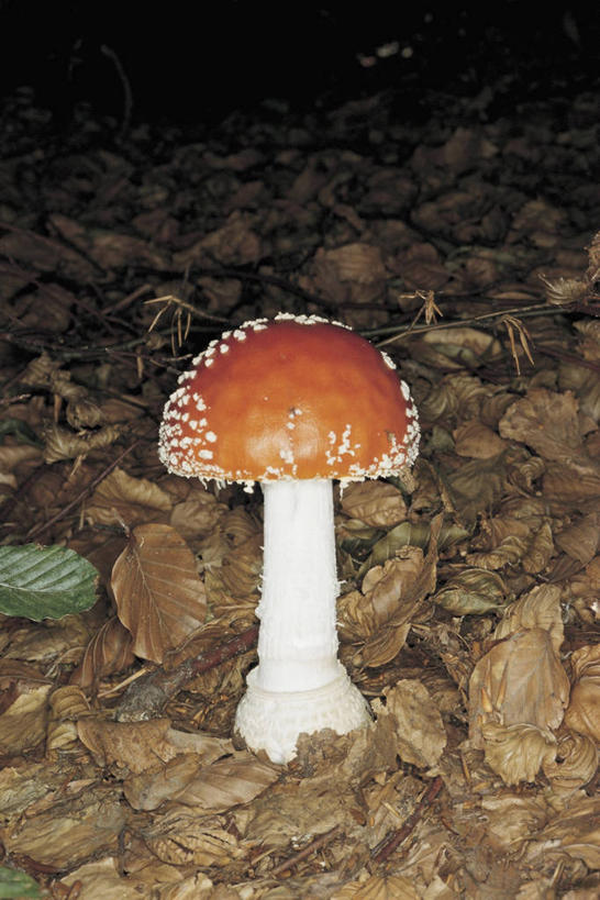 无人,竖图,室外,特写,白天,叶子,图像,自然,概念,生物,摄影,真菌,主题,干的,构图,毒蘑菇,危险,彩图,时空,状态