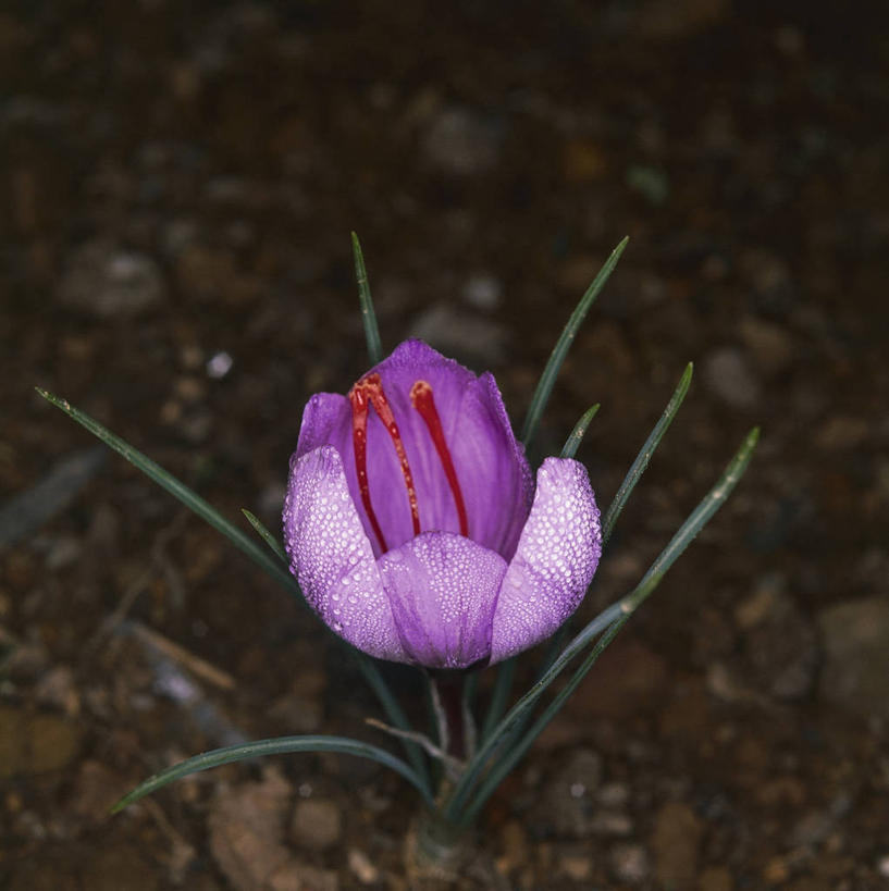 无人,方图,室外,特写,白天,爱情,快乐,友谊,植物,叶子,泥土,鸢尾花,图像,藏红花,花瓣,紫色,自然,概念,生物,摄影,生长,保护,番红花,脆弱,雄蕊,鸢尾,主题,自然现象,西红花,紫蝴蝶,蓝蝴蝶,扁竹花,构图,彩图,爱丽丝,爱丽丝花,时空