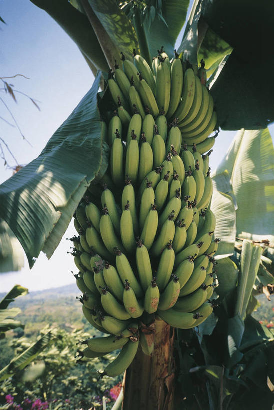 无人,竖图,室外,特写,白天,香蕉,水果,叶子,丰富,食品,香蕉树,串,图像,饮食,排列,天空,自然,热带水果,概念,摄影,生长,香蕉叶,气候,热带气候,主题,万里无云,构图,彩图,时空