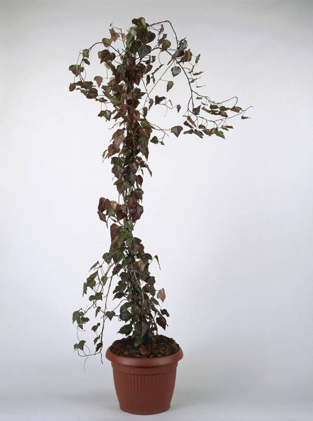 无人,竖图,室内,特写,白色背景,植物,叶子,常春藤,图像,白色,概念,摄影,生长,构图,五加科,彩图,影棚拍摄,时空