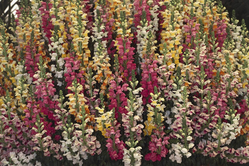 无人,横图,室外,特写,白天,图像,自然,概念,摄影,生长,金鱼草,脆弱,毛地黄,清新,主题,构图,彩图,时空