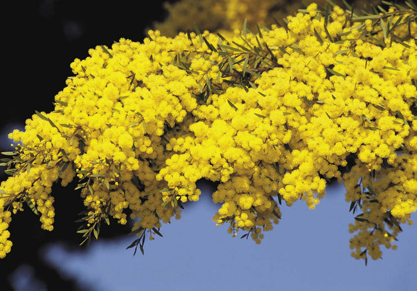 无人,横图,室外,特写,白天,植物,科学,枝,图像,树,黄色,自然,插花,花束,概念,摄影,生长,生物学,清新,主题,豌豆系,豆科植物,构图,金合欢树,彩图,时空