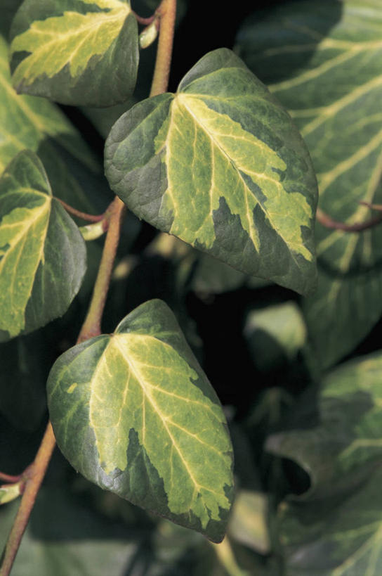 无人,竖图,室外,特写,白天,植物,叶子,常春藤,枝,图像,自然,概念,生物,摄影,生长,主题,构图,五加科,叶脉,彩图,全画面,全框架,全帧,时空,全画幅