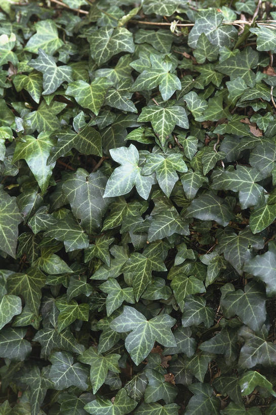 无人,竖图,室外,特写,白天,背景,叶子,丰富,常春藤,图像,自然,概念,摄影,生长,主题,构图,五加科,叶脉,彩图,全画面,全框架,全帧,时空,全画幅