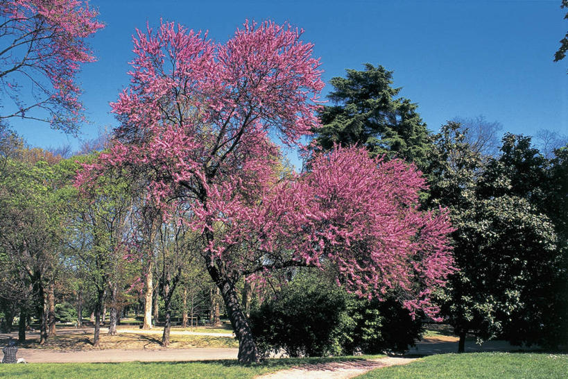 无人,横图,室外,白天,美景,植物,阴影,景观,枝,图像,草,花,花朵,树,粉色,天空,自然,春天,概念,景色,季节,摄影,自然风光,主题,改变,豌豆系,豆科植物,万里无云,构图,彩图,紫荆树,时空