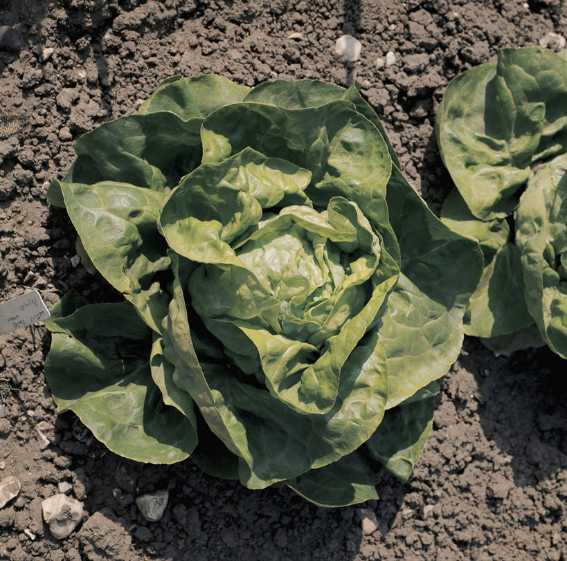 无人,方图,俯视,室外,白天,爱情,快乐,幸福,农业,蔬菜,叶子,新鲜,科学,莴苣,食品,绿叶,玛格丽特,饮品,图像,饮食,雏菊,食物,饮料,自然,概念,嫩叶,菊花,活力,摄影,有机食品,绿色食品,生长,希望,吉祥,生物学,坚强,可口,主题,和平,视角,健康食物,离别,高洁,延命菊,幸福花,春菊,马兰头花,长寿,暗恋,纯情,单恋,怀恋,清净,真情,寿客,秋菊,构图,适口,天真,叶,叶片,彩图,高角度拍摄,愉快,时空