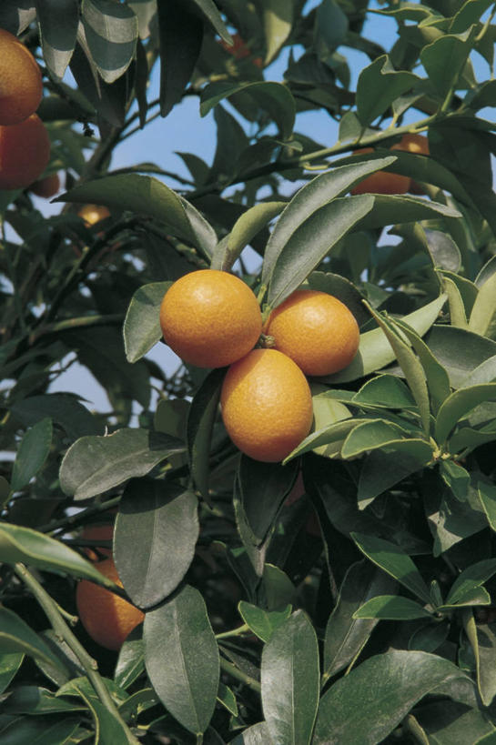 无人,竖图,室外,特写,白天,仰视,植物,水果,叶子,饮食,树,天空,自然,金橘,摄影,生长,芸香科,彩图,低角度拍摄