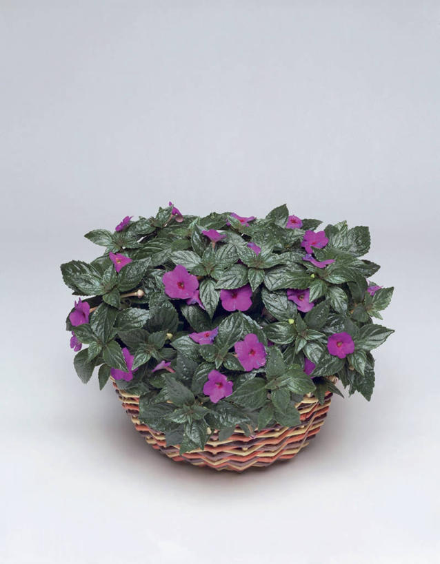 无人,竖图,室内,特写,植物,叶子,盛开,篮子,花蕾,花,花瓣,花朵,鲜花,一朵,一个,紫色,花苞,花蕊,摄影,生长,单个,非洲堇,彩图,影棚拍摄